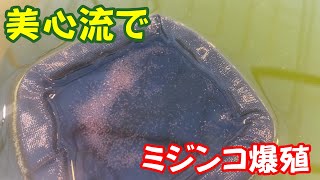 【めだか】ミジンコ爆殖。無胃魚のメダカの餌事情。Ｂ型おやじ [upl. by Atsugua]