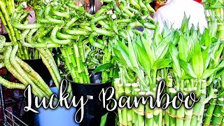 22 Things to Know About Growing amp Caring For Lucky Bamboo  Joy Us Garden [upl. by Katzman788]