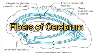 Fibers of Cerebrum [upl. by Eikciv836]