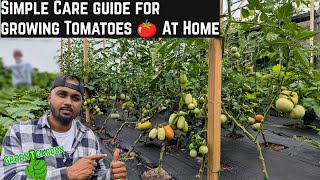 How To Help Tomatoes Grow Better 🍅 greentgarden tomato gardening [upl. by Aneehsirk]