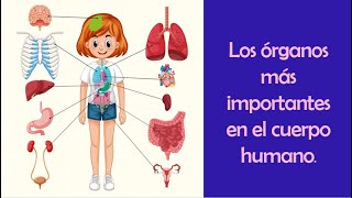 LOS ÓRGANOS MÁS IMPORTANTES DEL CUERPO HUMANO Aprendamos Juntos [upl. by Edwine]