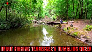 Trout Fishing Tennessees Tumbling Creek [upl. by Greenquist]