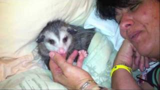 Possum Posse  Sookie loves Mommy [upl. by Jeanie]