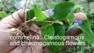 Cleistogamous flowersCommelinaAutogamy [upl. by Dyche]