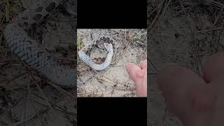 SOUTHERN HOGNOSE SNAKEField Herping Friday [upl. by Edithe230]