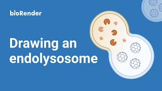 Drawing an endolysosome [upl. by Auoz]