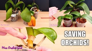 Orchid Care for Beginners  How to save sick rootless Phalaenopsis Orchids  Before amp After [upl. by Lebaron98]