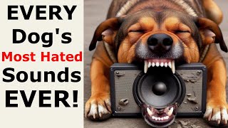 DO YOU KNOW What Sounds Do Dogs Hate  Why Do Dogs Hate CERTAIN Loud Noises [upl. by Dempsey]