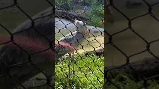 Shoebill Stork Meditating at Tampa Zoo [upl. by Crelin]