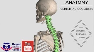 Anatomy of the Vertebral Coloumn 3D anatomy Cervical Thoracic Lumbar Sacral amp Coccyx [upl. by Alasteir924]