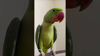 Parrot sound parrot cute birds talkingparrot pets cat baby mithu youtubeshorts animals [upl. by Eiser]