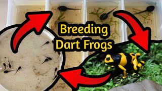 How to Breed Poison Dart Frogs  A Comprehensive Guide [upl. by Waly]