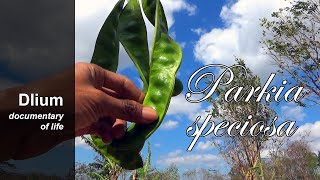 Petai Parkia speciosa  part 1 [upl. by Floss]