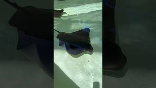 “Bat Rays Shallows” at SeaWorld San Diego seaworldsandiego [upl. by Gwenora47]