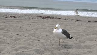 Gaviotas Comiendo Pan Y Sus Sonidos En La Playa Del Mar Pacifico [upl. by Tatman]