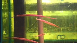 15cm Pipefish Freshwater [upl. by Adnawyek]