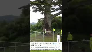 Clonmel Ireland A 200yr old tree will be felled to make way for a migrant camp [upl. by Smukler]