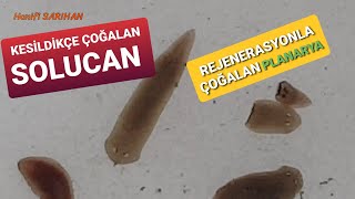 Planaria Kesildikçe Çoğalan Solucan Rejenerasyon nedir [upl. by Nosnehpets]