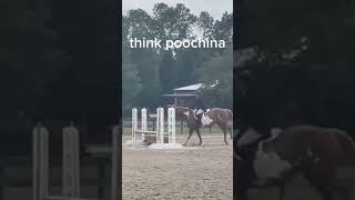 i wish i had a poochina show 😔😔😔it was lowkey punati callie notpoochina punati horseshow [upl. by Reema]