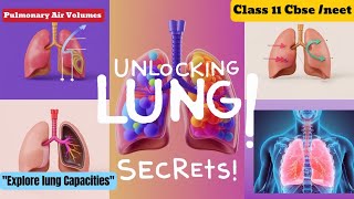 Pulmonary Air Volumes and lung Capacities Breathing and Exchange of gases Class 11th biology [upl. by Goldfarb]