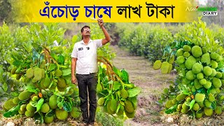 1 একর জমিতে ১০ লাখ টাকা আয় করুন কাঁঠাল চাষ করে  JACKFRUIT Farming  12 মাসী এঁচোড় চাষ [upl. by Lagasse]