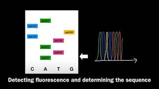 71 Sanger Sequencing using Dideoxyribonucleic Acid Nucleotides ddNTPs [upl. by Adnema]