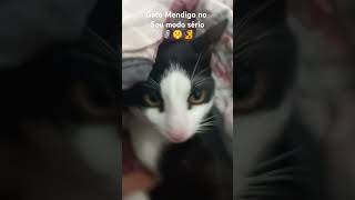 Gato mendigo sendo serio [upl. by Brentt]