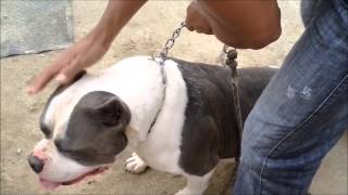 Canil Plinio Bulls Kennel  Rio de Janeiro [upl. by Oderfigis]