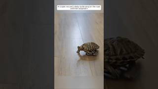 A couple rescued a baby turtle lying on the road and then adopted it animalshorts turtle [upl. by Lissner]