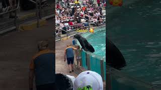 🥰Odder😍 odder seaworldorlando [upl. by Ilrak]