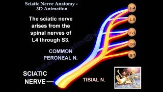 Sciatic Nerve Anatomy 3D  Everything You Need To Know  Dr Nabil [upl. by Yeslehc]