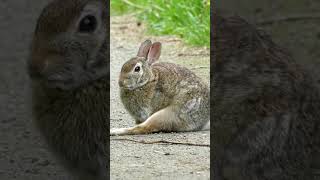 Rabbit sounds wildlife animalsounds [upl. by Connell607]