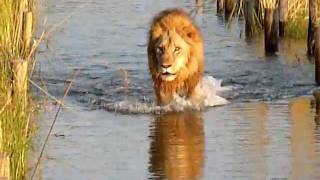 Okavango Delta Male Lion [upl. by Stu]