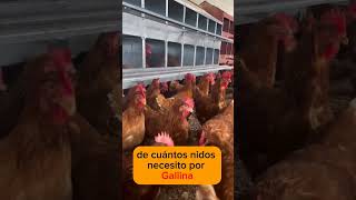 Sabes cuales son las medidas de los nidales en tu GALPÓN de GALLINAS PONEDORAS [upl. by Rovelli]