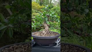 From simple plant to Bonsai tree  styling a Ficus indoorbonsai tropicalbonsai bonsai [upl. by Lala]