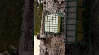 Nuttalls Woodpecker🐦Oak Tree Suet Snack nuttallswoodpecker [upl. by Nahej]