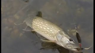 Le brochet à la cuillère ondulante un très bon leurre [upl. by Rahs]