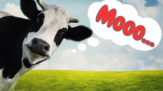 Cow Sounds and Fun Facts for Kids 🐄 [upl. by Irmo]