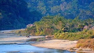 Gorumara National Park  Medhla Watch Tower  Kalipur  Ramsai [upl. by Vallo]