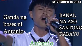 ANTONIO  BANAL NA ASO SANTONG KABAYO  NOVEMBER 16 2024 [upl. by Willyt]