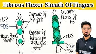 Fibrous Flexor Sheath Digital Synovial Sheath Anatomy [upl. by Dier202]