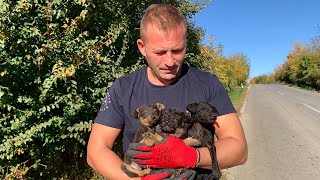 Such little puppies abandoned in a ditch by the road  Dog Rescue Shelter [upl. by Shuma113]