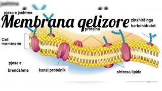 Membrana qelizore [upl. by Glogau473]