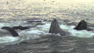 Humpback Whales Bubblenet Feeding in Alaska [upl. by Alexine]