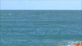 Bottlenose dolphins in Fishguard Bay [upl. by Philana]