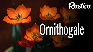 L’Ornithogalum [upl. by Horodko]