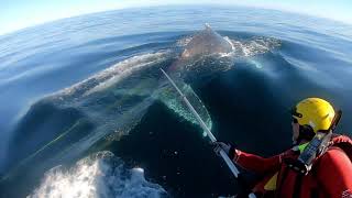 Whale assisted in disentanglement operation  17 June 2020 [upl. by Amiarom]