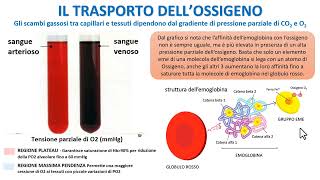 IL TRASPORTO DELLOSSIGENO NEL SANGUE [upl. by Quintana931]