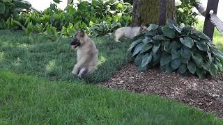 Keeshond Puppy for Sale [upl. by Hsotnas]