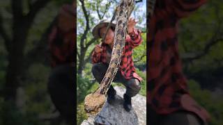 crotalus horridus en fase amarilla 🐍 feedshorts youtubeshorts shortvideo shorts viralshorts [upl. by Atsugua457]